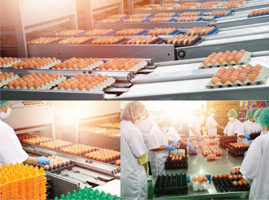 Eggs packed in trays